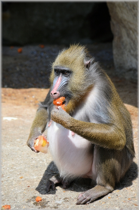 Naturaleza fruta animal fauna silvestre