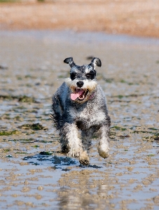 Beach coast sand running Photo