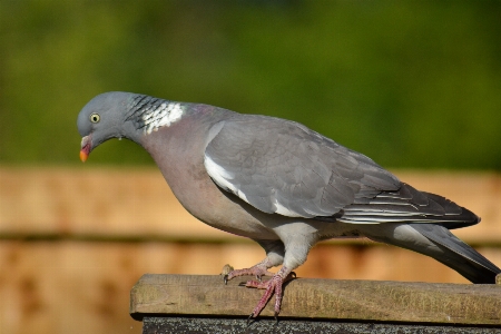 Bird wing wildlife beak Photo