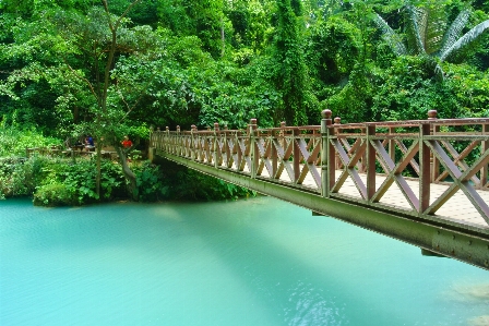 Water nature forest bridge Photo