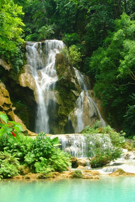 Eau nature forêt cascade