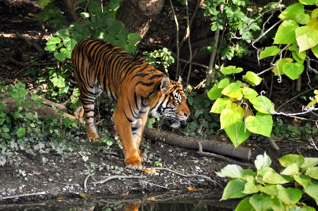 野生動物 動物園 密林 猫 写真