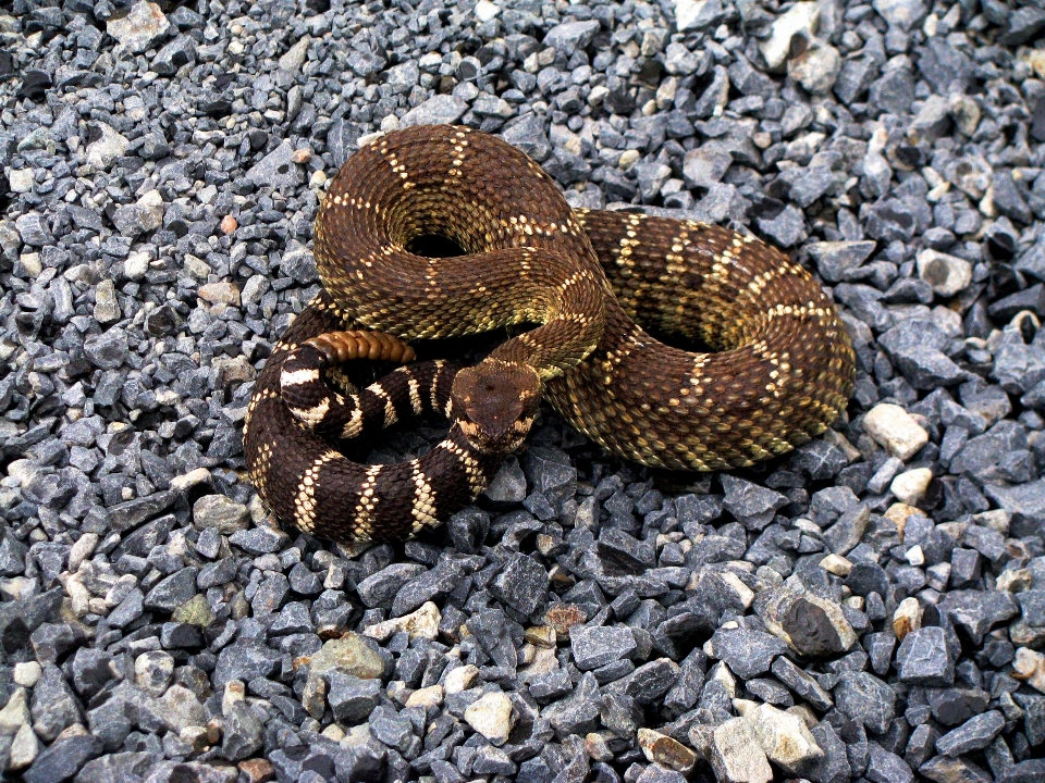 Tierwelt reptil fauna vereinigte staaten