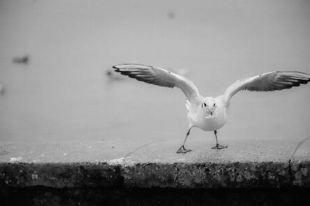 Photo Plage hiver oiseau aile