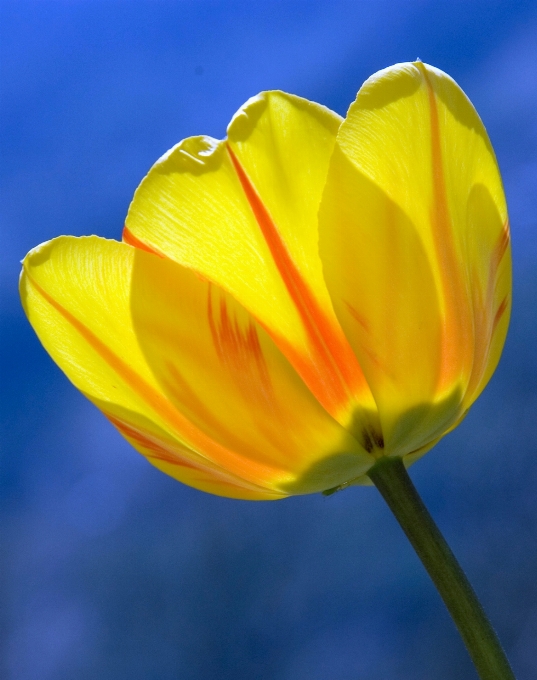 Planta fotografía flor pétalo