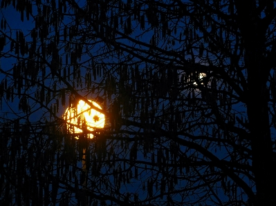 Tree branch silhouette light Photo