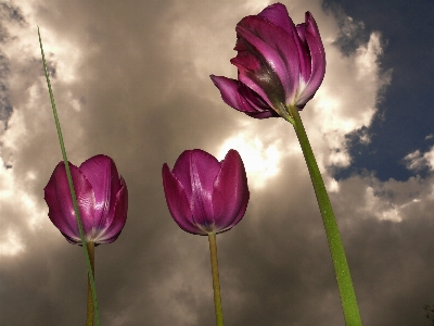 Blossom plant sky flower Photo