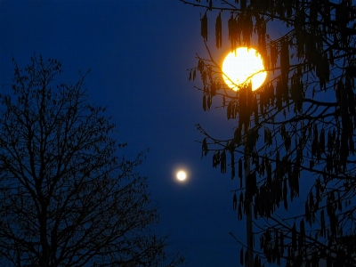 Tree branch silhouette light Photo