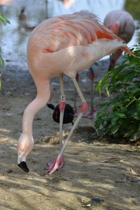 Oiseau faune zoo le bec