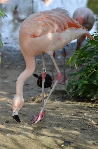 Bird wildlife zoo beak Photo