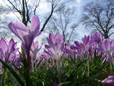 Blossom plant flower petal Photo