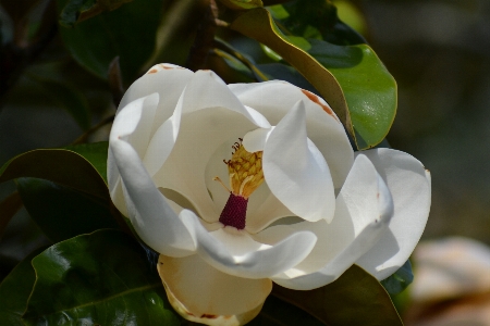 Tree blossom plant flower Photo