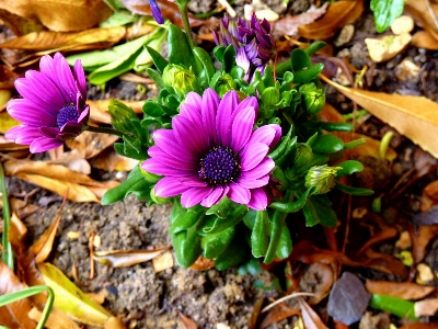 Foto All'aperto fiore crescita pianta