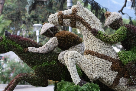 Foto árbol naturaleza planta deporte