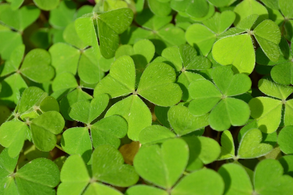 Plant leaf flower green