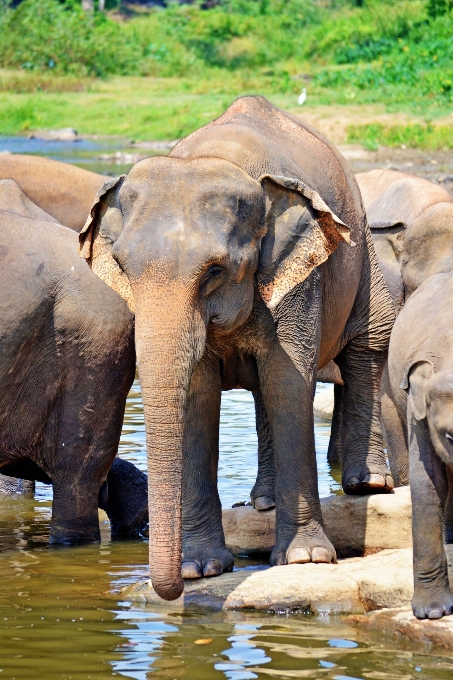 Rzeka dzikiej przyrody ogród zoologiczny ssak