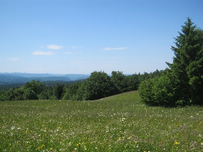 Landscape tree forest grass Photo