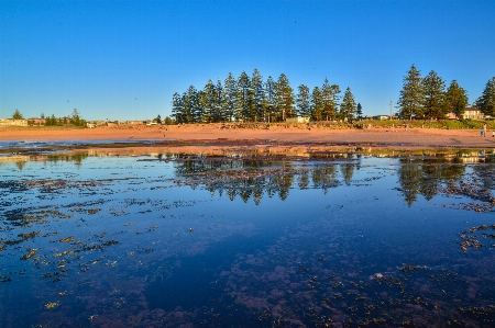 ビーチ 風景 木 水 写真