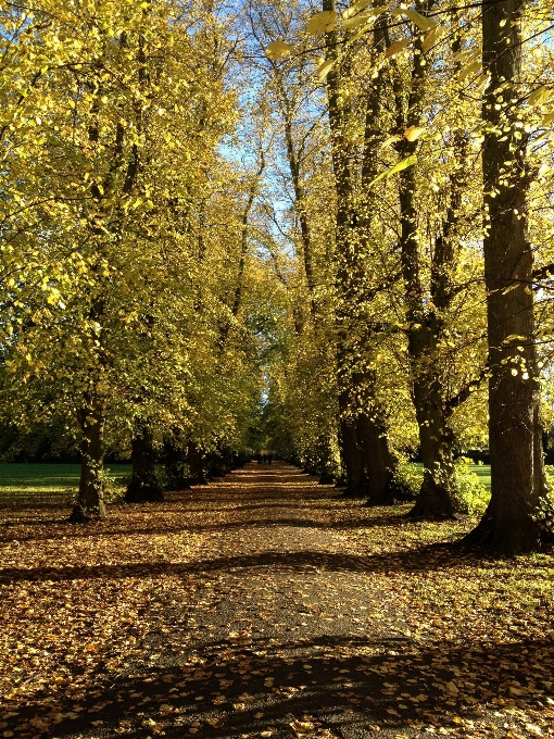 Drzewo natura las zakład