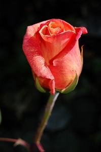 Blossom plant photography flower Photo