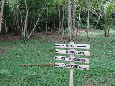 Foto Pohon hutan rumput jejak