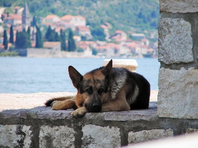 Foto Agua ciudad cachorro perro