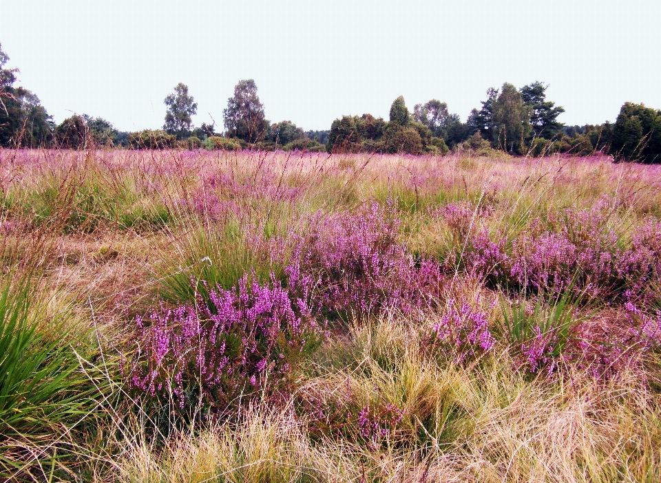 Paysage herbe usine champ