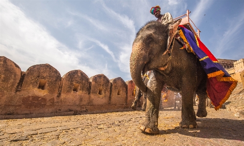 Landscape person animal travel Photo