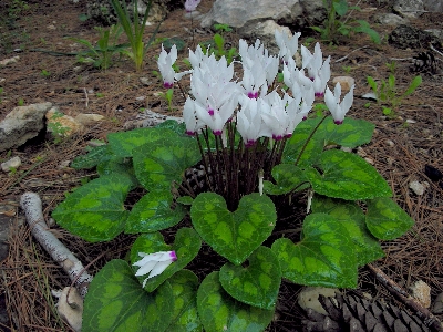 森 植物 葉 花 写真