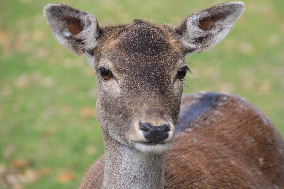 Tier tierwelt wild reh