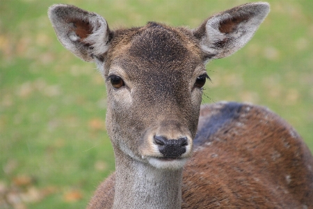 Animal wildlife wild deer Photo