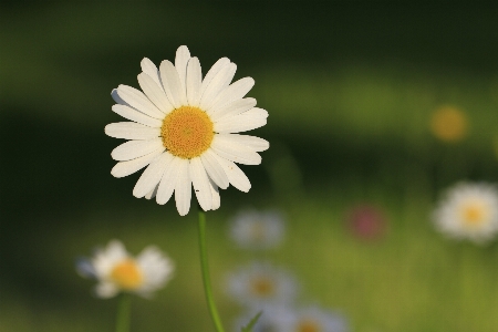 Nature blossom plant white Photo