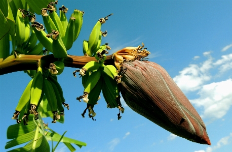 Nature wing plant fruit Photo