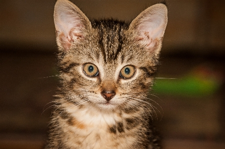 Foto Bicho de estimação gatinho gato mamífero