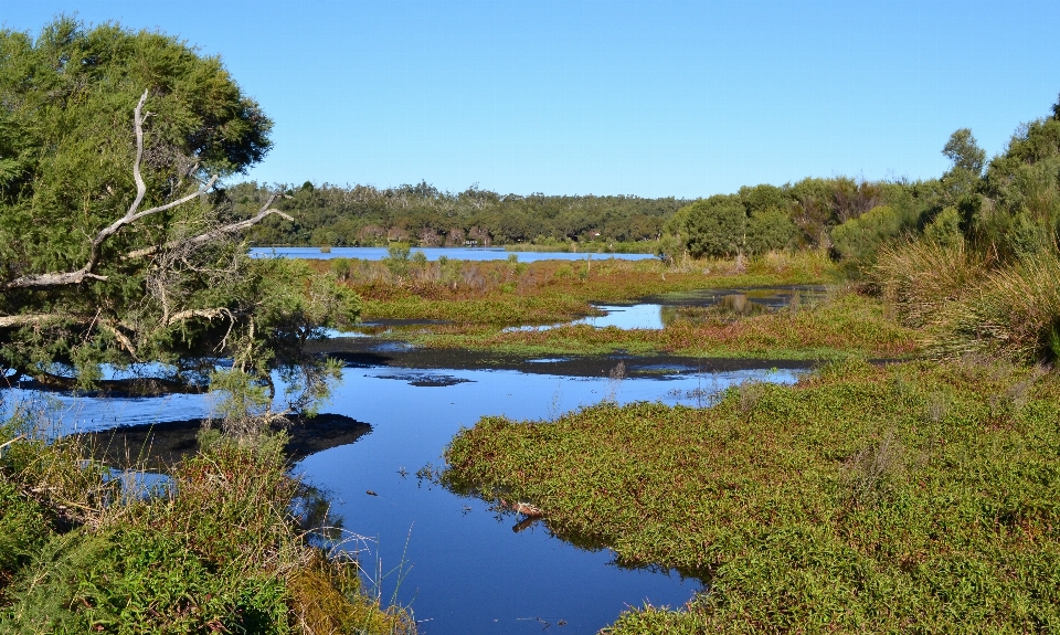 Paisaje árbol agua exterior