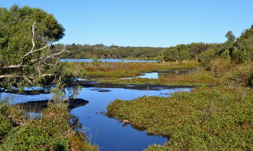 Landscape tree water outdoor Photo