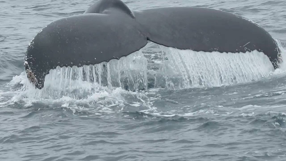 Mar océano animal fauna silvestre