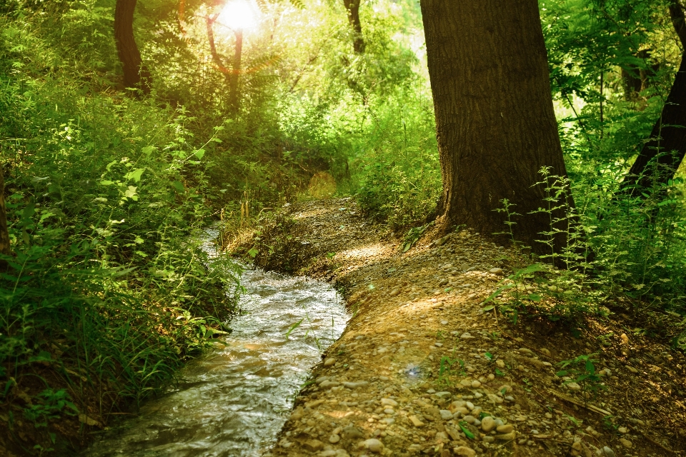 Paesaggio albero acqua natura