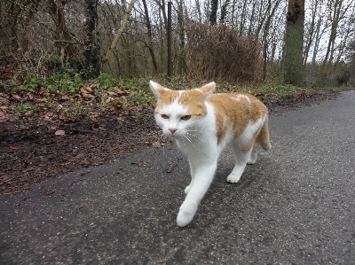 Foto Correre animale pelliccia gatto