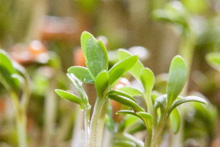 Nature grass plant white Photo