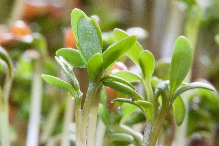 Grass plant white leaf Photo