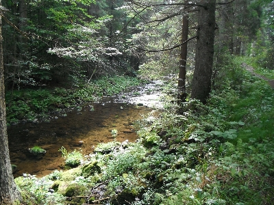 Forest creek wilderness hiking Photo