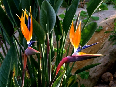 Nature grass bird plant Photo