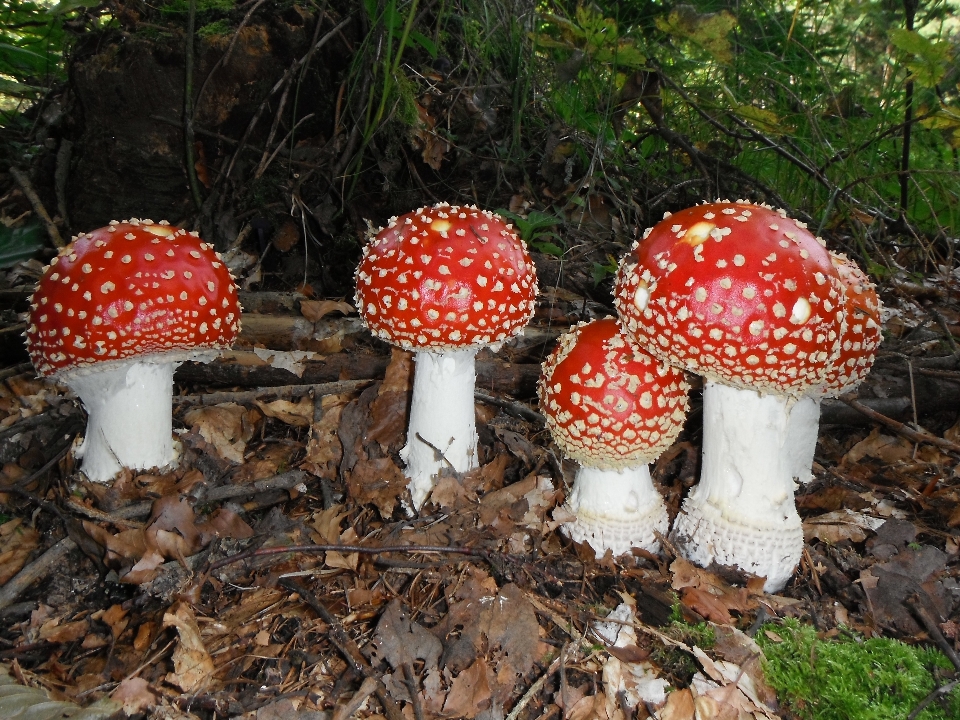 Rot pilz pilz
 pilze