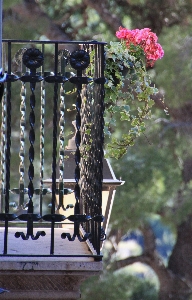 Blossom architecture plant flower Photo