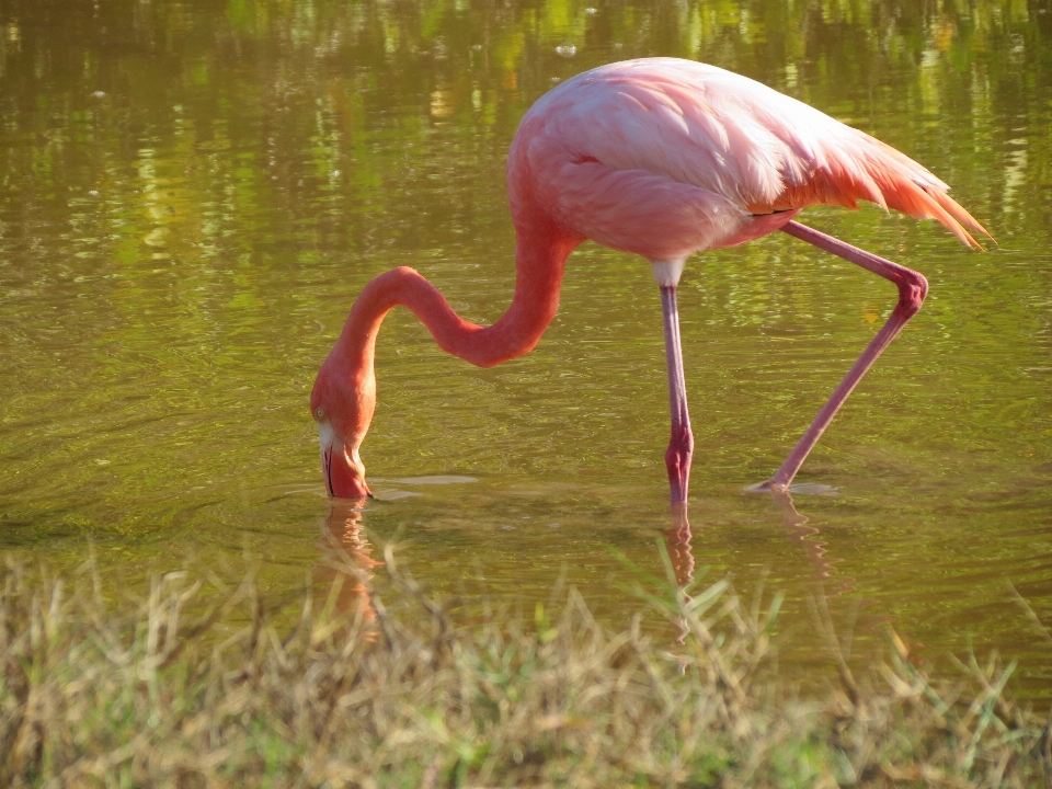 Pájaro fauna silvestre pico rosa