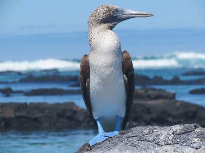 Foto Mare acqua oceano uccello