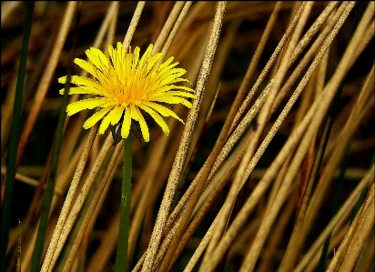 Nature grass branch blossom Photo