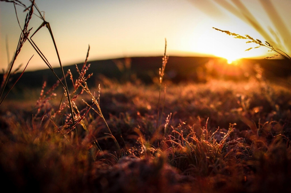 Drzewo natura trawa oddział