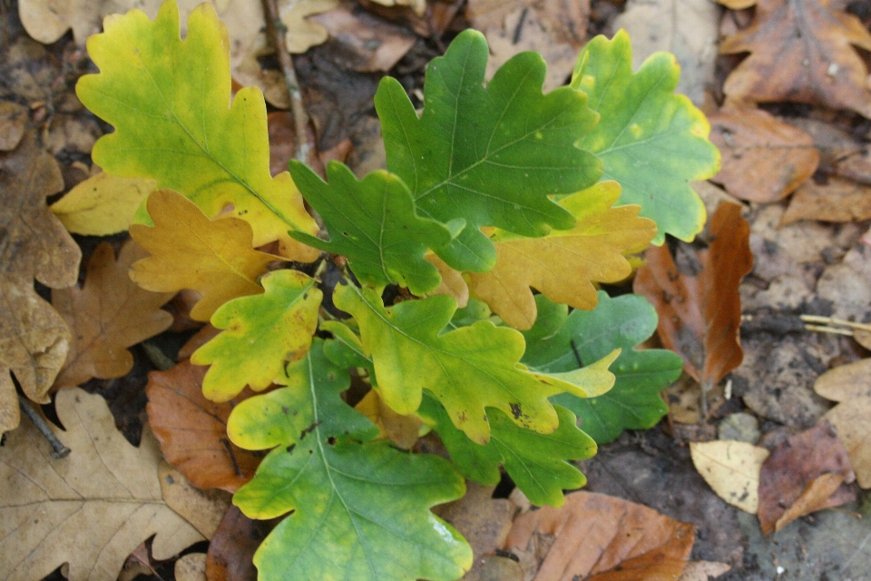 Tree plant leaf flower